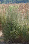 Big bluestem